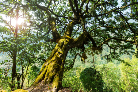 Jungle in Himalaya mountains, Nepalの写真素材