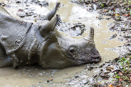 Rhino is eating the grass in the wild, Chitwan national park, Nepalの写真素材