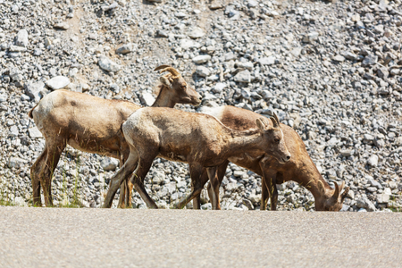 Rocky Mountain Big-Horned Sheep, Banff National Park in Autumnの写真素材