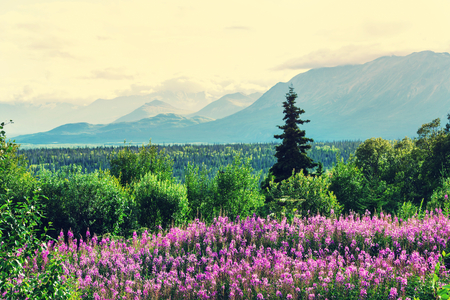 Mountains of Alaska in summerの写真素材