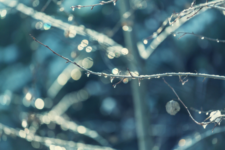 Scenic snow-covered forest in winterの写真素材
