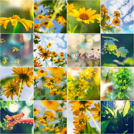 Collage of the Summer flowersの写真素材
