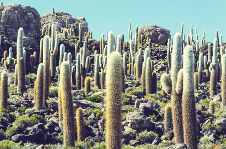 Cactuses on the Bolivian Altiplanoの写真素材