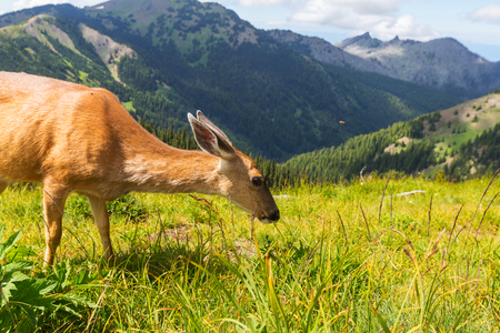 Deer in green forest, USAの写真素材