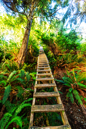 Rain forest in Vancouver island, British Columbia, Canadaの写真素材