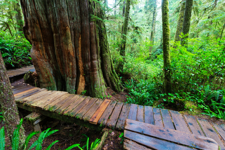 Rain forest in Vancouver island, British Columbia, Canadaの写真素材