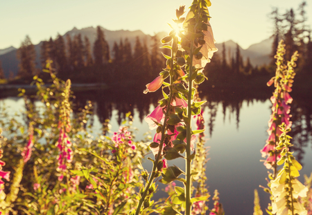 Picture lake and mount Shuksan, Washingtonの写真素材