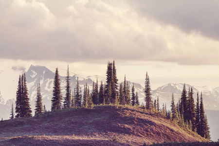 Picturesque Canadian mountains in summerの写真素材