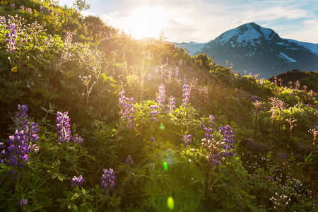 Mountain meadow in sunny dayの写真素材