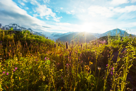 Mountain meadow in sunny dayの写真素材