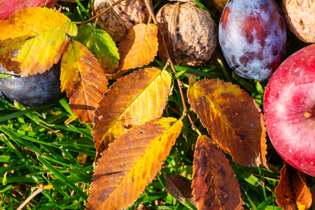 Fall season scene with crop of fruits and walnuts in the garden. Beauty of the Autumn.の写真素材