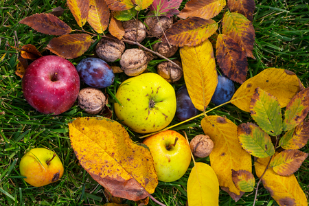 Fall season scene with crop of fruits and walnuts in the garden. Beauty of the Autumn.の写真素材