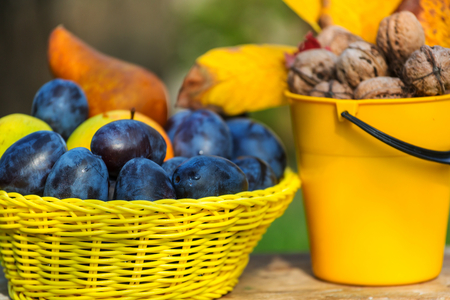 Fall season scene with crop of fruits and walnuts in the garden. Beauty of the Autumn.の写真素材