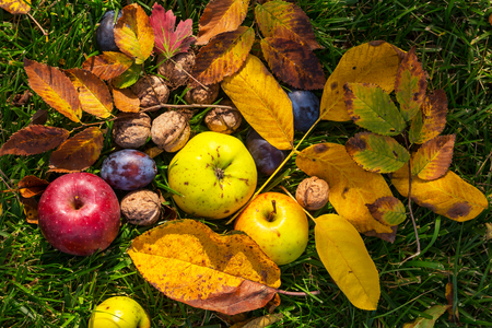 Fall season scene with crop of fruits and walnuts in the garden. Beauty of the Autumn.の写真素材