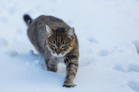 Cat out in the snow in winter seasonの写真素材