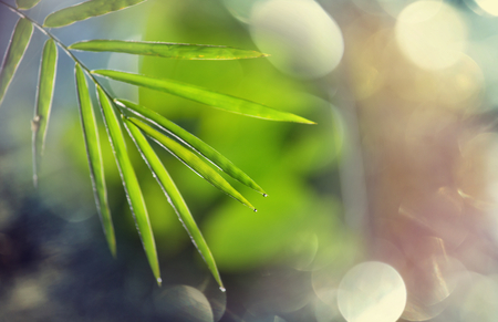 in gardenの写真素材