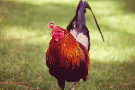 Rooster on Hawaii