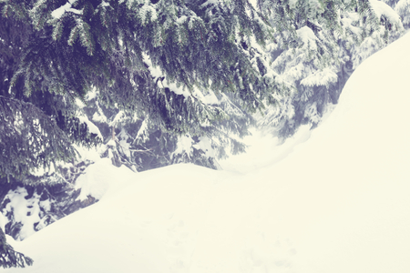 Winter scene forest covered with snowの写真素材