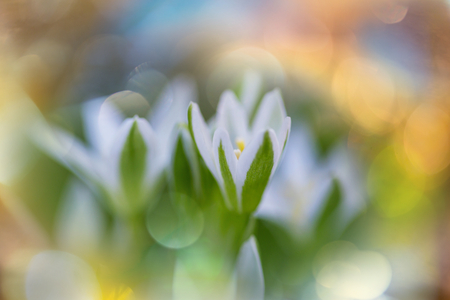 Snowdrops in spring seasonの写真素材