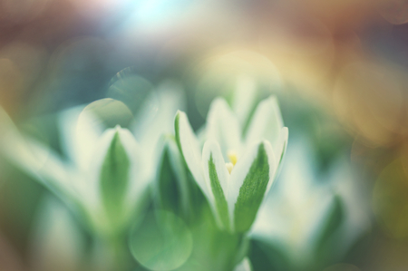 Snowdrops in spring seasonの写真素材