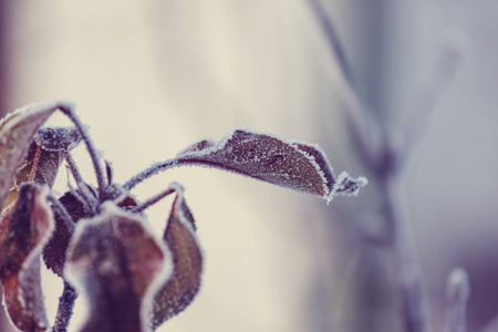 frosty leaves in winter forest.の写真素材