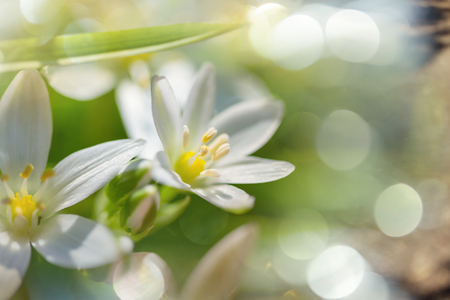 Snowdrops in spring seasonの写真素材
