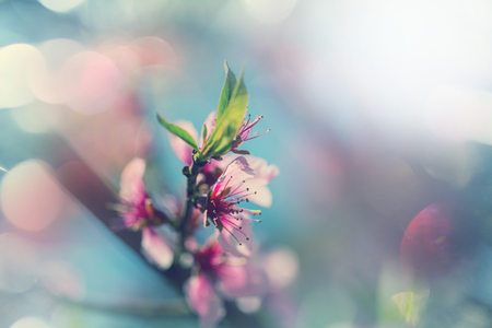 Flowers of the cherry blossoming in the spring gardenの写真素材