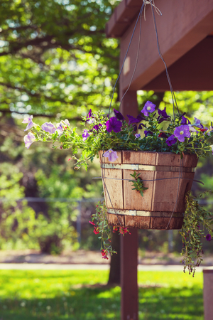 Beautiful flowers in the gardenの写真素材