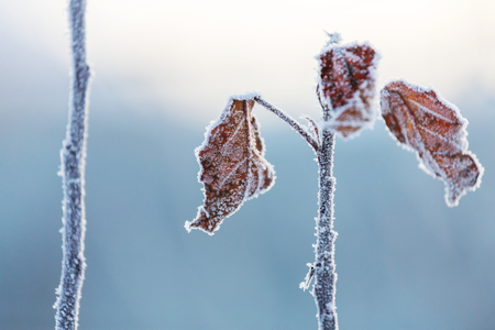 close-up of iceの写真素材