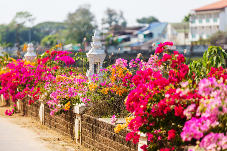 Colorful flowers in bougainvillea in the streetの写真素材