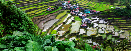 Beautiful Green Rice terraces in the Philippines. Rice cultivation in the Luzon island.の写真素材