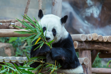 Pretty Giant Pandaの写真素材
