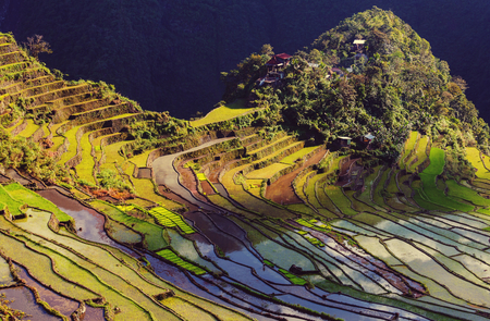 Beautiful Green Rice terraces in the Philippines. Rice cultivation in the Luzon island.の写真素材