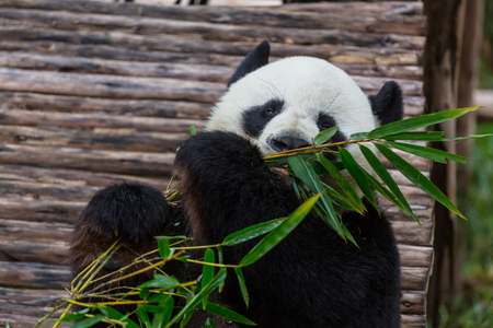 Pretty Giant Pandaの写真素材