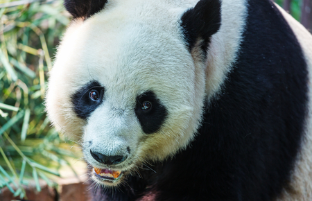 Pretty Giant Pandaの写真素材