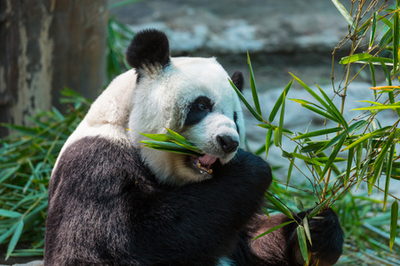Pretty Giant Pandaの写真素材