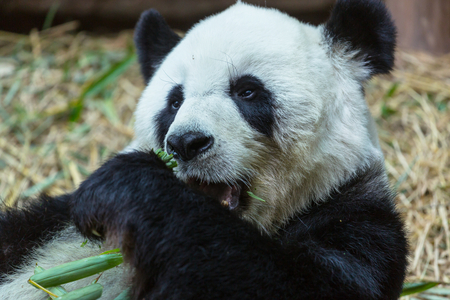 Pretty Giant Pandaの写真素材
