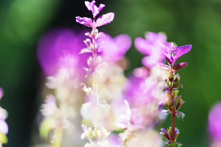 Close-up shot of the beautiful flowers. Suitable for floral background.の写真素材