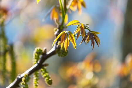 Green leaves close up in gardenの写真素材