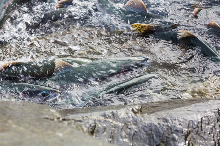 salmon spawningの写真素材