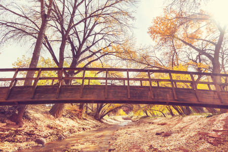 Amazing wooden bridge in the autumn forestの写真素材