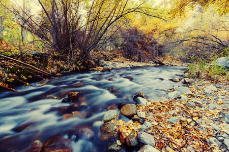 The forest creek in autumnの写真素材