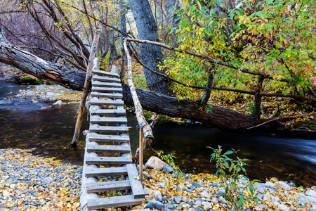 The forest creek in autumnの写真素材