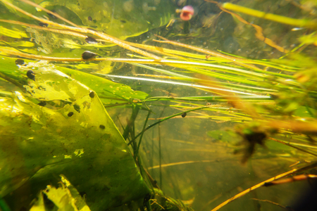 underwater scene in summer riverの写真素材