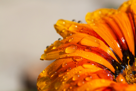 Close up on orange flower  with water dropsの写真素材