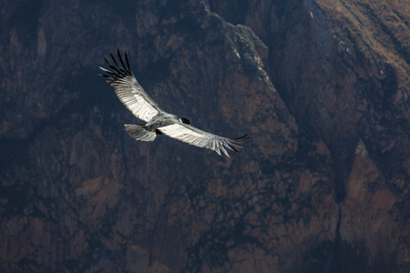 Flying condor in the Colca canyon,Peruの写真素材