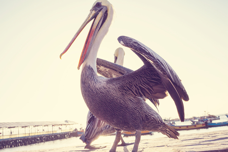 Pelicanの写真素材