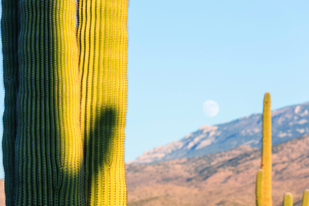 Saguaro National Parkの写真素材