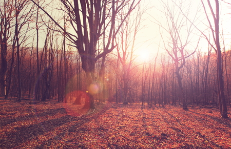 Colorful sunny forest scene in Autumn season with yellow trees in clear day.の写真素材