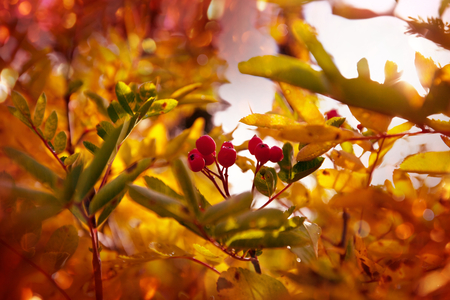 Autumn rowan treeの写真素材